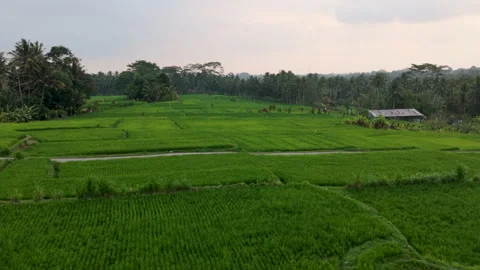 Aerial View Orbiting Over Lush Green Rice Fields in Bali at Sunset Stock Footage 346195770