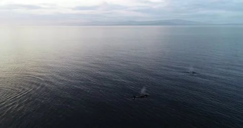 Aerial View of Orca aka Killer Whale Swimming in Pacific Ocean. Vancouver Stock Footage 135844012