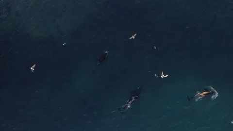 Aerial view of Orcas performing killer loop in Norway Stock Footage 105426148