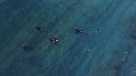 Aerial view of Orcas, in shallow, blue sea, in Patagonia - top down, drone Stock Footage 144651044