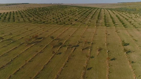 Aerial view of an orchard. Stock Footage 113566188