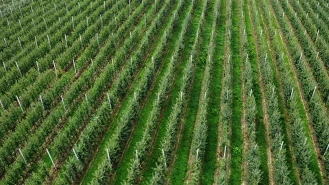 Aerial view of an orchard with maturing apples. Stock Footage 161079567