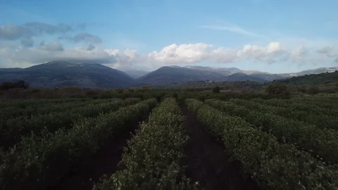 Aerial view of Orchard rows with blue sky before dusk Stock Footage 88149904