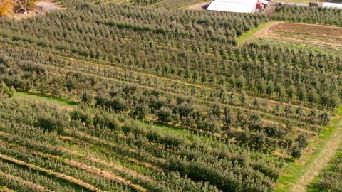 Aerial view of orchard rows on a farm Vídeos de archivo 245204995