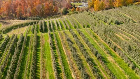 Aerial view of orchard rows on a farm Stock Footage 245205355