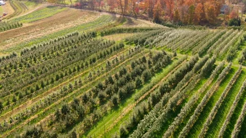 Aerial view of orchard rows on a farm Vídeos de archivo 245205495