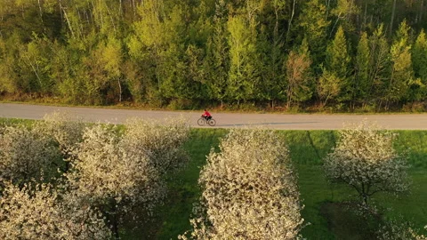 Aerial view of an orchard in springtime, a cyclist riding a country road Stock Footage 154286426