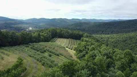Aerial view of orchards and forest in North Carolina Stock Footage 218612062