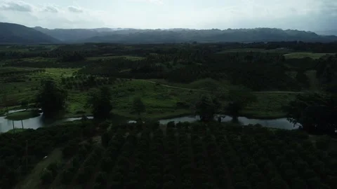 Aerial view of orchards Stock Footage 217967836