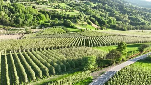 Aerial view of orderly rows of apple orchards in lush green valley during s.. Stock Footage 337639546