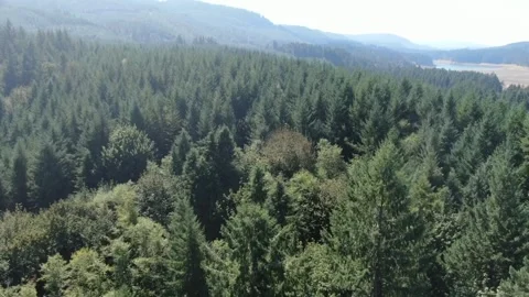Aerial view of Oregon forest Stock Footage 164339110