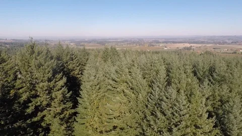 Aerial View of Oregon Treeline Stock Footage 87106450