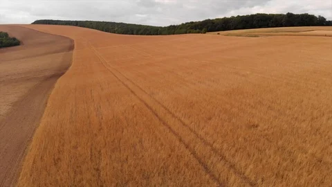 Aerial view of organic fields Stock Footage 95326853