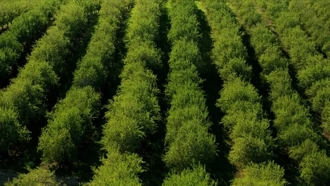 Aerial view organic trees crops growing Central Valley Stock Footage 91546341