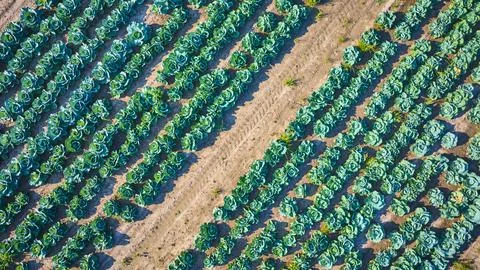 Aerial View of Organized Cabbage Field in Fort Wayne Indiana Stock Photos