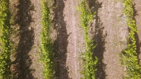 Aerial view of organized vineyard rows in Portugal Stock Photos