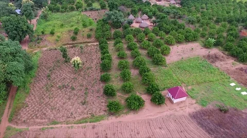 Aerial view osf small orange plantation Stock Footage 91490720