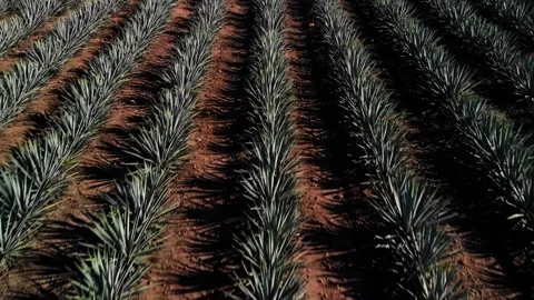 Aerial View Over Agave Fields in Tequila, Jalisco, Mexico Stock Footage 314701659
