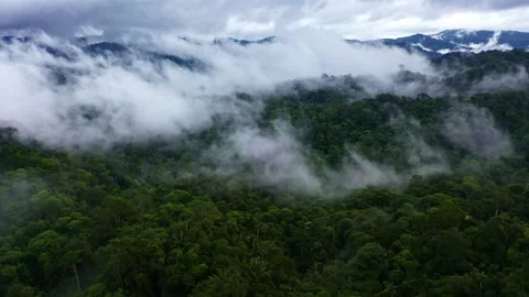 Aerial view over the Amazon forest covered in fog: rainforest tree canopy Stock Footage 196321388