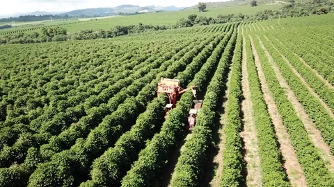 Aerial view over arabic coffee mechanized harvest from drone 4K Vídeo Stock 114886074
