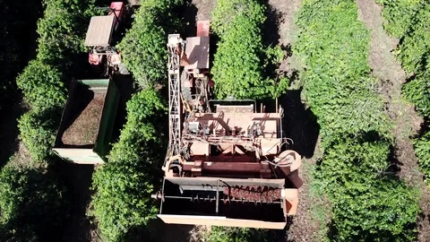 Aerial view over arabic coffee harvester 4K drone Stock Footage 114887616