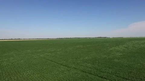 Aerial View Over Bean Field Stock Footage 59899125
