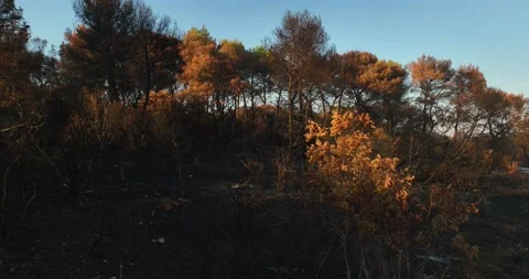 Aerial view over burnt trees, forest fire aftermath, wildfire damaged Video stock 212356428
