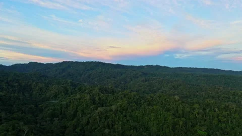 Aerial view over the canopy of the Amazon rainforest, nature background Stock Footage 196254905