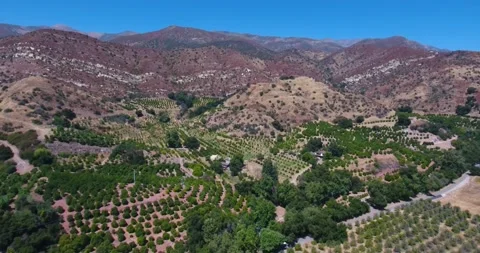 Aerial view over citrus fields of Ojai, California Stock Footage 136332919