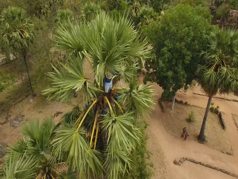 Aerial view over coconut tapper and Ta Prohm Temple - Angkor, Cambodia 動画素材 83534330