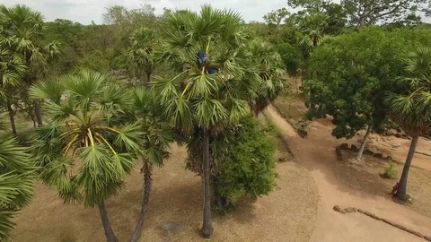 Aerial view over coconut tapper and Tonle Bati Pagoda  - Angkor, Cambodia Stock Footage 83534366