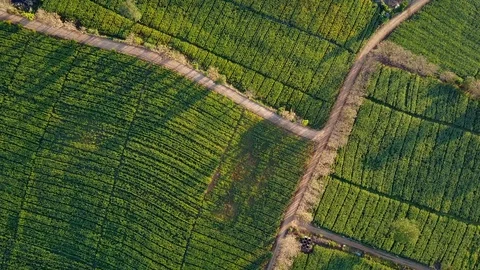 Aerial view over countryside road junction in green corn fields Stock Footage 101296953
