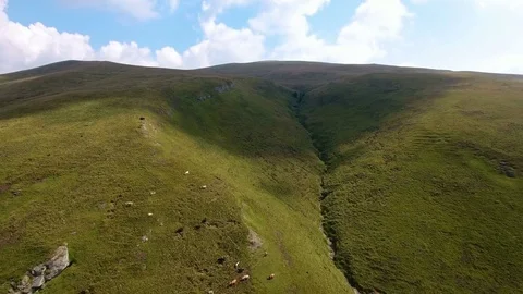 Aerial view over the cows in mountain Stock Footage 72960150