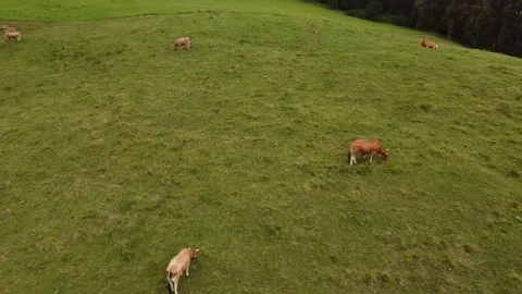Aerial view over cows in Playa de Oyambre fields, Cantabria, Spain 4K Video stock 155599543