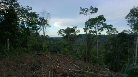 Aerial view over a deforested area before revealing a vast tropical forest Stock Footage 160328213