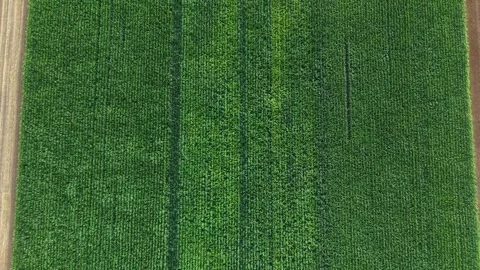 Aerial View Over Dense Green Cornfield in Germany Stock Footage 342436716