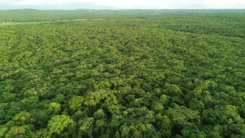 Aerial View Over Dense Jungle in Edzná Valley, Campeche, Mexico Stock Footage 310854256
