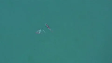 Aerial View over Dolphins Playing in Malinbeg bay. Donegal, Ireland Stock Footage 232040125