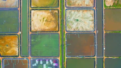 An aerial view over a drone flying over a large shrimp farm Stock Footage 201904820