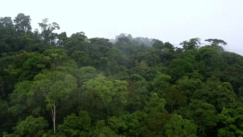 Aerial view over an endless tropical forest canopy Stockbeeldmateriaal 336863898