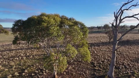 Aerial View Over Eucalyptus Trees and Rural Australian Outback Pasture Vidéo 345017291