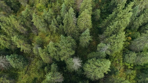 Aerial view over an evergreen forest Stock Footage 154529281