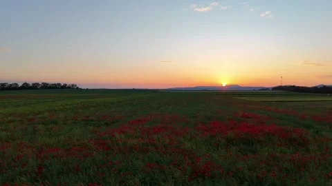 Aerial View Over Field Of Poppy Flowers, Borovce, Slovakia Stock-Footage 310466853