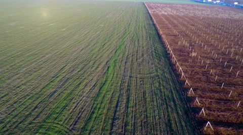 Aerial View over Fields and Vineyard Stock Footage 58831227