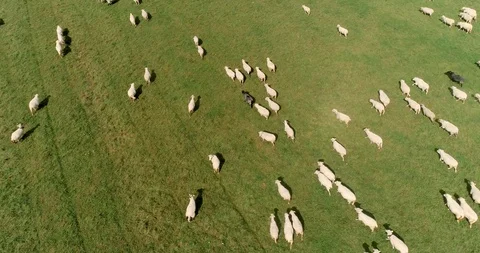 Aerial view over a flock of sheep in a green meadow and high mountains Stock Footage 128696744