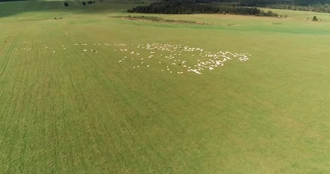 Aerial view over a flock of sheep in a green meadow and high mountains Stock Footage 128696764