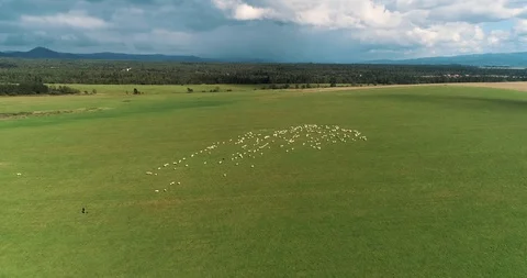 Aerial view over a flock of sheep in a green meadow and high mountains Stock Footage 128696785