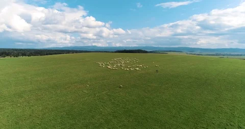 Aerial view over a flock of sheep in a green meadow and high mountains Stock Footage 128696792