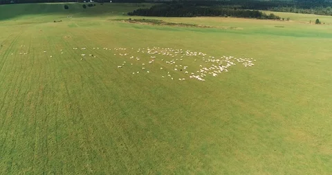 Aerial view over a flock of sheep in a green meadow and high mountains 動画素材 128697032
