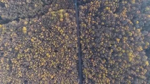 Aerial view over a forest during autumn Stock Footage 71532385